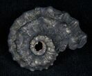 Pyritized Ammonite From Russia - #7288-1